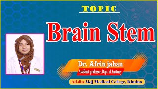 Brain Stem II Dr Afrin jahan II Dept Of Anatomy II AAMC II Online Class II [upl. by Dis]