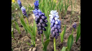 Мускари Muscari Garden flowers156 Декоративные растения [upl. by Igic]