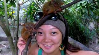 SD Tarsier The smallest primate on earth Bohol Philippines [upl. by Germano]