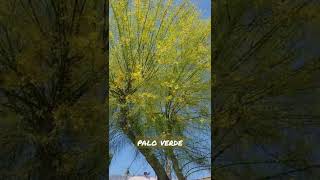 Palo Verde trees landscaping garden [upl. by Aihpos733]