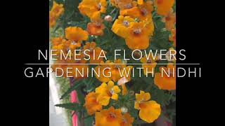 7How to grow and care Nemesia flowersWinter flower [upl. by Aicemak417]