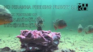 PIRANHA FEEDING FRENZY 11 HD [upl. by Wilma]