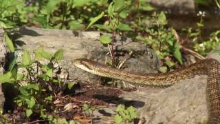 Japanese Rat Snake アオダイショウ Elaphe climacophora [upl. by Appolonia]