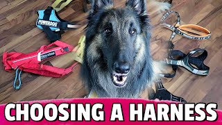 How to Choose the BEST Harness for Your Dog [upl. by Rehpotsirhc]