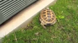 How to trim a tortoises nails [upl. by Glenna116]