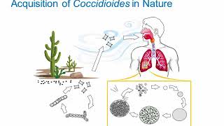 Dimorphic Fungi Coccidioidomycosis Hot Topic [upl. by Herzen]