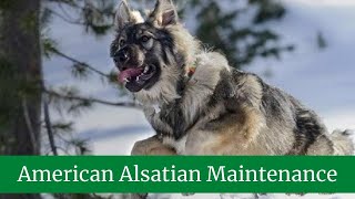 How to Take Care of an American Alsatian  American Alsatian Maintenance and Grooming [upl. by Blackman2]