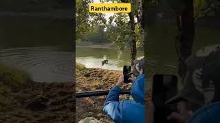 Tiger in Lake ranthambore tiger wildlife safari youtubeshorts shortsfeed ytshorts shortvideo [upl. by Arva]