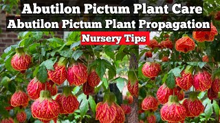 Abutilon Pictum Propagation Abutilon Soil amp Fertilizer Abutilon Pictum How To Grow amp Care [upl. by Notlim]