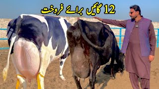 Girlando Cow In Punjab  Cow For Sale At Subhan Dairy Farm  HF Cow  Pk Janwar Mandi [upl. by Lagasse985]