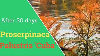 Proserpinaca Palustris cuba 30 day timelapse  Mermaid Weed [upl. by Dhu]