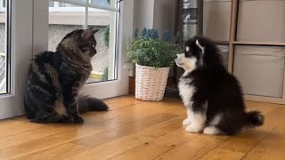 Cats React To Meeting Puppy For The First Time What Must They Think [upl. by Renata]