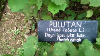 Tanaman Pulutan Caesarweed Plant Urena Lobata [upl. by Azilef]