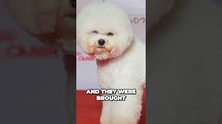 Origins of The Bichon Frise [upl. by Lacie]