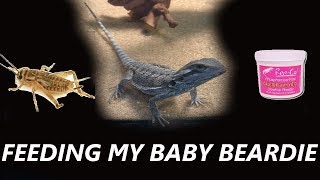 TIPS FOR FEEDING YOUR BEARDED DRAGON BABY BEARDED DRAGON FEEDING ROUTINE [upl. by Anelis]