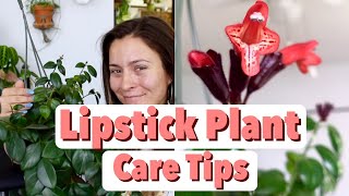 Lipstick Plant Care Tips amp Tricks  Lipstick Aeschynanthus Houseplant Care [upl. by Gilmore]