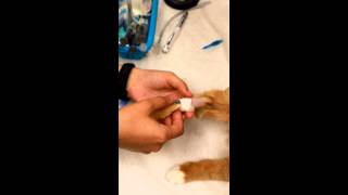 IV catheter placement cat [upl. by Ck]