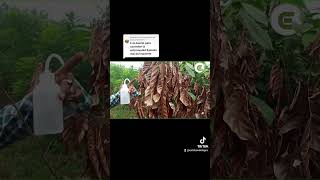 Control y manejo sobre enfermedades que afectan al cultivo de cacao [upl. by Saitam683]