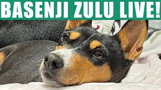 Basenji Zulu Live [upl. by Assilla]