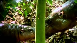 Pygmy Hippo Foundation [upl. by Timus]