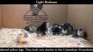 Light Brahma Chicks [upl. by Loren211]