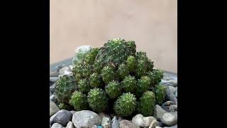 Potting Sulcorebutia Rauschii Violaceidermis in a DIY Pot  Relaxing Beats [upl. by Anna]