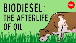 Biodiesel The afterlife of oil  Natascia Radice [upl. by Atena]