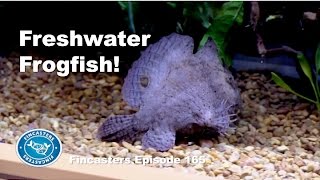 Freshwater Frogfish Fincasters Episode 165 [upl. by Acceb]