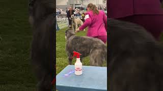 Greeley Dog Show September 2024 [upl. by Adarbil]