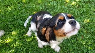 🥰 Barking 🐶 Cavalier King Charles Spaniel ❤️ puppy [upl. by Ojoj768]