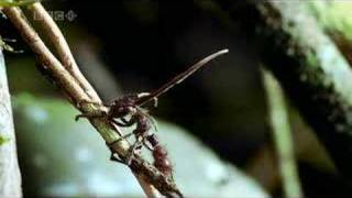 Cordyceps Fungus [upl. by Sudbury]