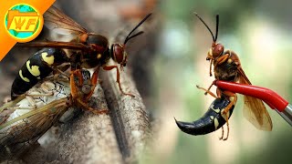 The BIGGEST WASP in America The CICADA KILLER [upl. by Sherrer453]