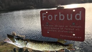 Tips og tricks til gedde fiskeri om vinterentips on pike fishing in the winter ❄️ [upl. by Arenahs276]