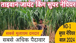 Napier Grass kaise lagaye  super napier Grass kaise lagaye  सुपर नेपियर ग्रास कैसे लगाएं  shorts [upl. by Georglana]