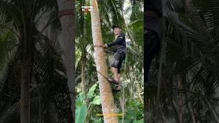 Amazing Coconut Tree Climbing Tool [upl. by Kennie]