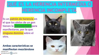 QUÉ ES LA HERENCIA INTERMEDIA [upl. by Esydnac789]