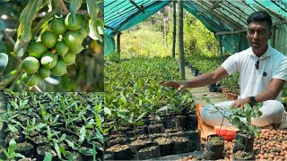 मैकाडामिया नट की खेती से 50 लाख कमाई  Macadamia nuts farming in India  Macadamia nut plant nursery [upl. by Erbe]