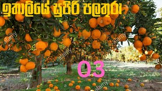 How Does it Grow ඉතාලියේ පලතුරු ITALY How to produce millions of Harvesting and processing Fruits [upl. by Tram852]