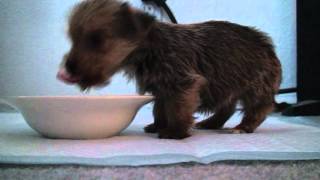 Funny Hungry Morkie Balances on Front Legs to Eat Too Cute [upl. by Fokos328]