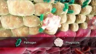 BBCTypes of white blood cellphagocytes [upl. by Salem]