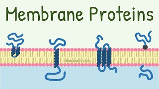 Membrane Proteins  DONT MISS the FUNCTIONS at 418 [upl. by Pippo]