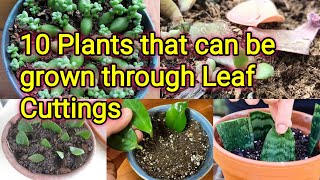 Plants that can be grown from leaf cuttings  10 plants that can be propagated through leaves [upl. by Gennifer]