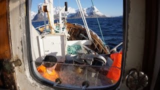 Breisund  Auf Dorschfang vor den Lofoten [upl. by Aleehs834]