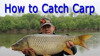 How to Catch Carp  for Beginners [upl. by Ydde953]