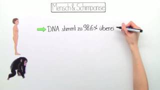 EVOLUTION VON MENSCH UND SCHIMPANSE  DER MENSCH STAMMT NICHT VOM SCHIMPANSEN AB  Biologie [upl. by Arraic]