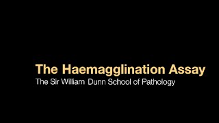 The Haemagglutination assay [upl. by Sevein]