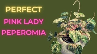 Pink Peperomia CARE Guide amp Soil To Leca For Beginners [upl. by Robbert]