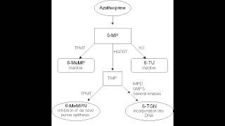 Azathioprine  Mechanism of Action Clinical Use amp Side Effects [upl. by Scevour]