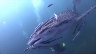 Amazing footage A Whale Shark covered with Remora Fishes   COMMENSALISM [upl. by Nivlem]