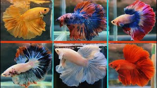 THAILAND IMPORTED OHM BETTA FISH CATALOGUE [upl. by Piks815]